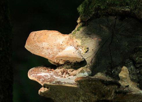 Ganoderma lucidum - ling zhi mushroom with sunlight on it