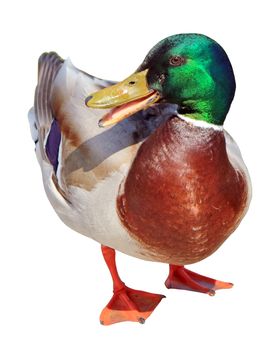 One male mallard duck chatting with its open beak isolated in white background
