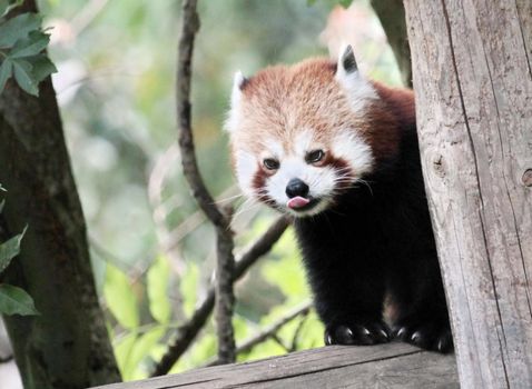 Red panda (ailurus fulgens) hiding behind a trunk