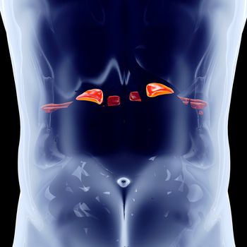 The internal andrenal Organs. 3D rendered anatomical illustration.