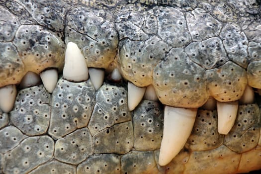 close up of the mouth and teeth of a nile crocodile