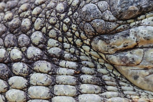close up of a nile crocodile skin