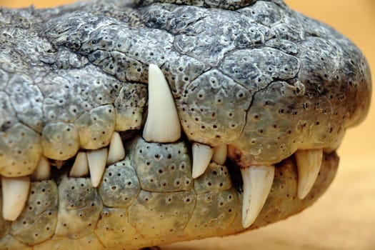 close up of the mouth and teeth of a nile crocodile