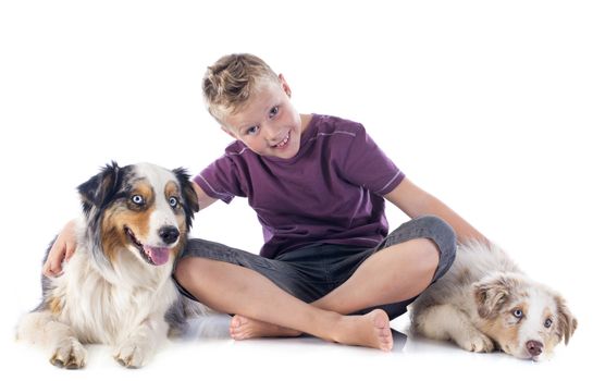 purebred australian shepherds and boy  in front of white background