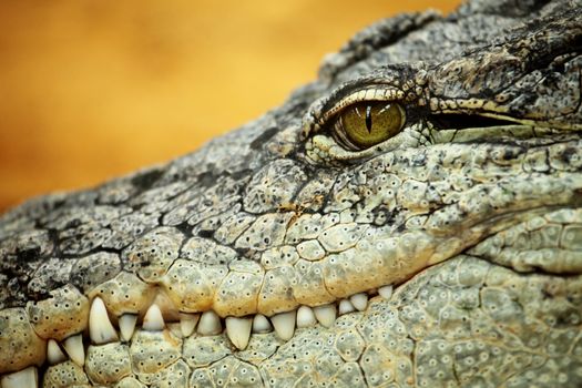 detail of the head of a nile crocodile