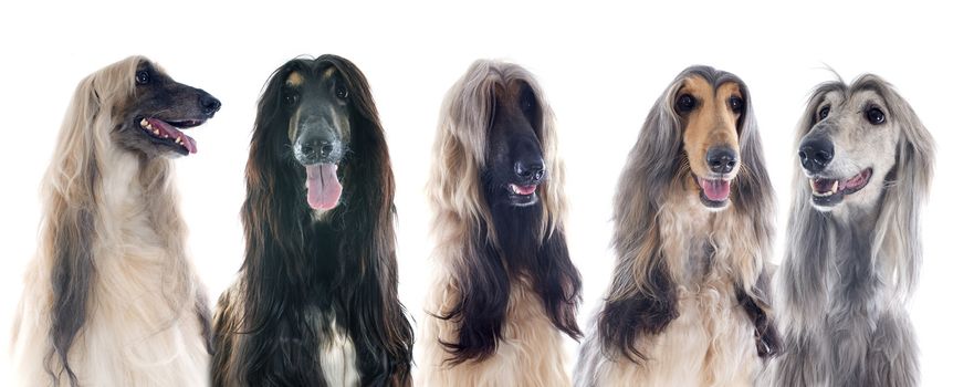 afghan hounds in front of white background