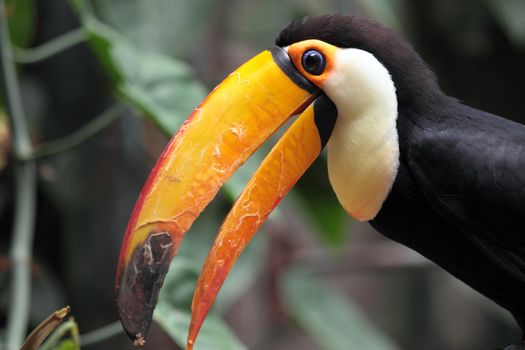 picture of a beautiful and colored bird, a toucan