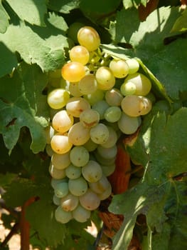 A cluster of white grape.