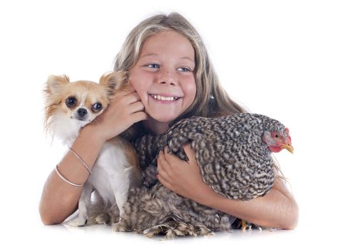 little girl and her chihuahua and chicken in front of white background