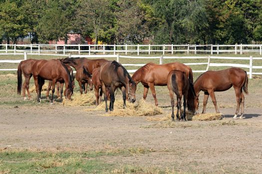 horses eat hay on ranch