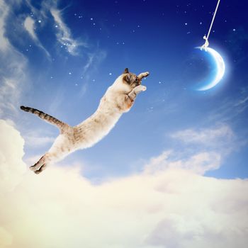 Image of cat in jump catching moon