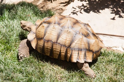 Desert tortoises are species of tortoise native to the Mojave desert and Sonoran desert of the southwestern United States