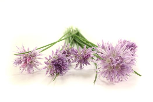 chives with leaves and blossoms on a bright background