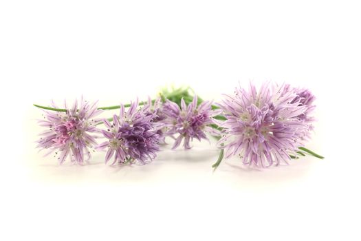 fresh green chives with leaves and purple blossoms on a bright background