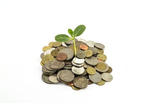 Young sprout from a pile of coins. Concept for investments.