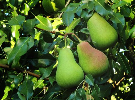 Large ripe pears on a tree branch among green leaves. Photographed close up.