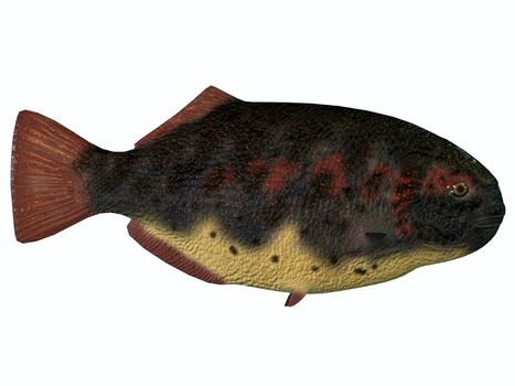 Dapedius or Moonfish is an extinct species of primitive ray-finned fish from the Triassic and Jurassic periods.