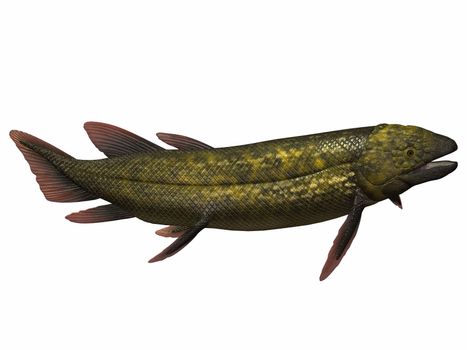 Dipterus is an extinct genus of freshwater lungfish from the Devonian period of Australia and Europe.