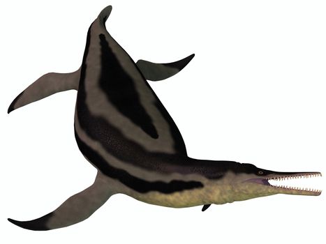 Dolichorhynchops is an extinct genus of short-neck Plesiosaur from the Cretaceous Period and lived in the oceans of North America.