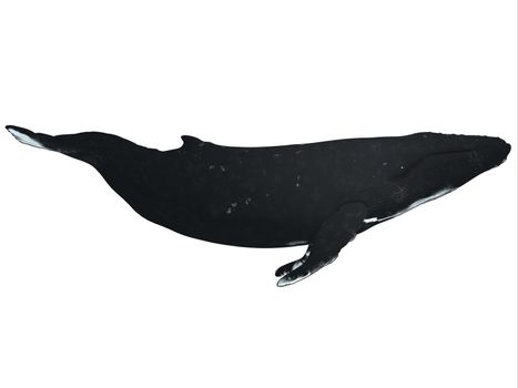 The Humpback is a air-breathing marine mammal and is a species of baleen whale.