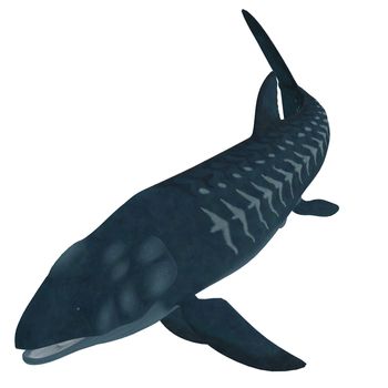 Leedsichthys is a giant member of an extinct group of Mesozoic bony fish that lived during the Jurassic Period.