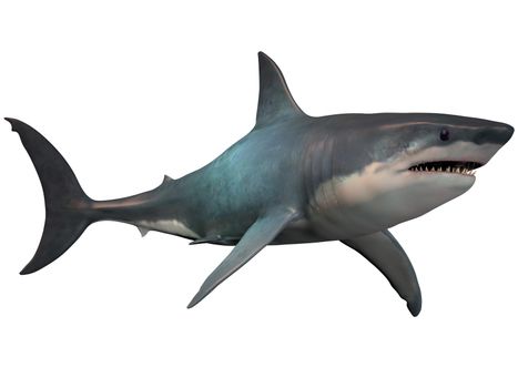 The Megalodon is an extinct megatoothed shark that existed in prehistoric times, from the Oligocene to the Pleistocene Epochs.