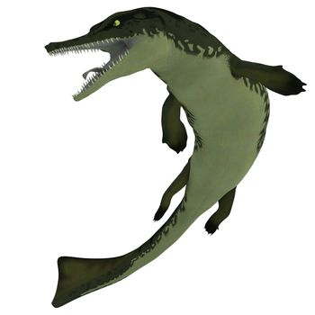 Metriorhynchus was a marine reptile similar to our present day crocodile and lived in the Jurassic Period.