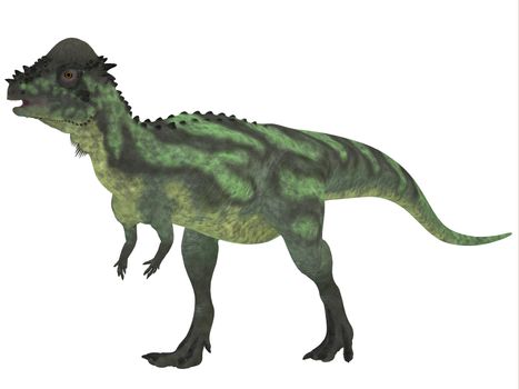 Pachycephalosaurus dinosaur was a bipedal omnivore with an extremely thick skull roof and existed in the Cretaceous Period..