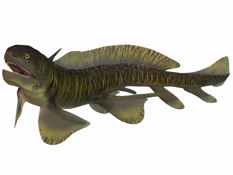 Orthacanthus was a Devonian freshwater shark that thrived in Carboniferous swamps and bayous in Europe and North America.