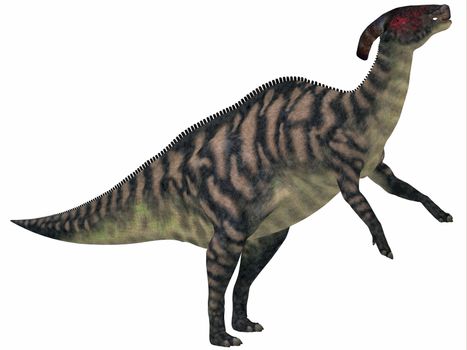 Parasaurolophus was a herbivorous hadrasaur that lived during the Cretaceous Period and was bipedal and a quadruped.