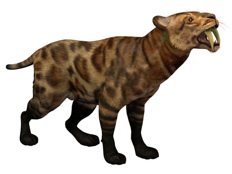 Smilodon Cat lived in North America from the Eocene to Pleistocene Period and preyed on many large animals.