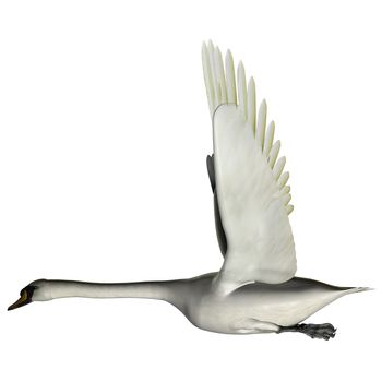 The Swan is from a genus of waterfowl and is among the largest flying birds.