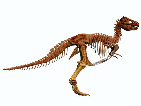 Tyrannosaurus Rex lived in North America in the Cretaceous Period and was an intimidating predator.