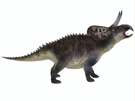 Zuniceratops was a genus of Ceratopsian dinosaur that was a herbivore and lived in North America in the Cretaceous Period.