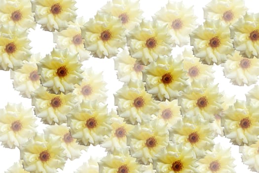 Photomontage background of blossoming yellow roses on a white background