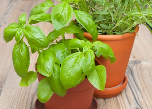 Potted Herbs - Basil and Rosemary on Wooden Table - Shallow Depth of Field