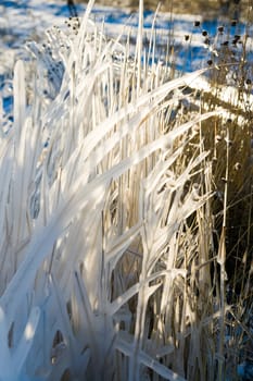 frozen grass with sunny light