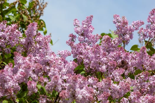 Branch of a pink lilac waves on a wind