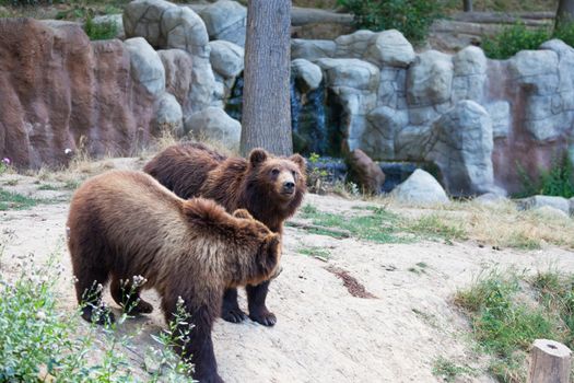 Big Kamchatka brown bear among stones in the wood
