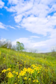 flowers on green meadow