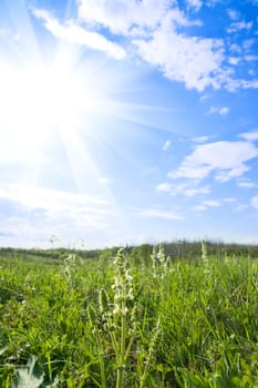 green meadow and sunny