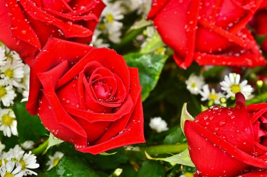 Close-up view of beatiful dark red rose