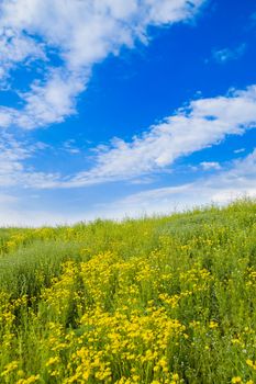 meadow with flower in summer