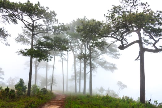 Beauty forest with sunrays in the morning