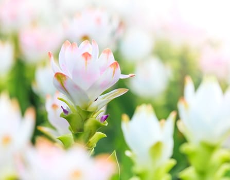 beautiful pink flowers in the garden