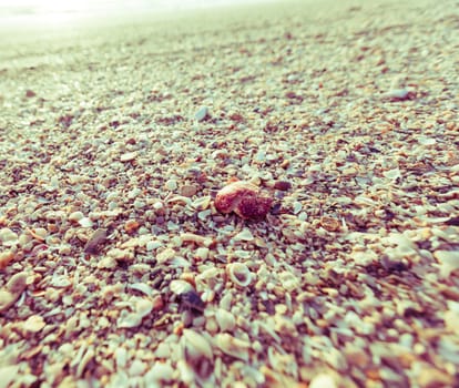 Sea shells on sand. Summer beach retro background