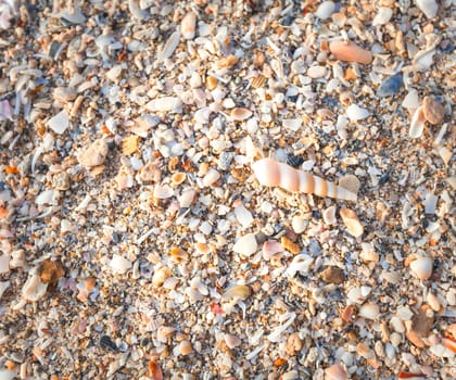 Sea shells on sand. Summer beach background. Top view