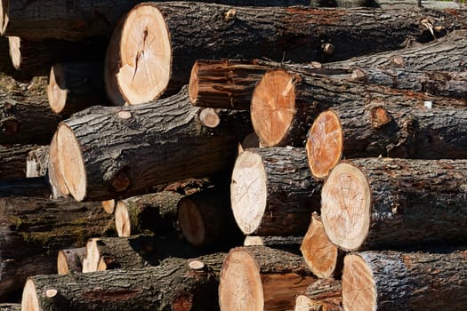 Pile of heavy wood logs ftimber used for industry in a sawmill                   