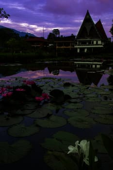 Water flowers on background of houses in Batak style. Samosir Island, Lake Toba, North Sumatra, Indonesia.