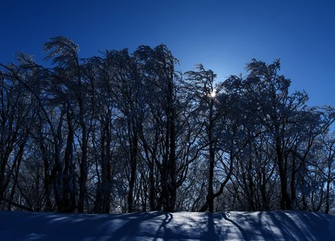 Winter scenery in the mountains Beskid Sadecki. Photography chilled with beech trees covered with snow and the sun piercing through the trees